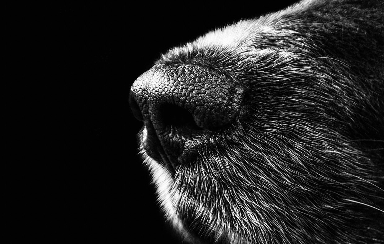 dog, snout, nose, black and white, fur, pet, close up, macro, black background, animal, nature, animal photography