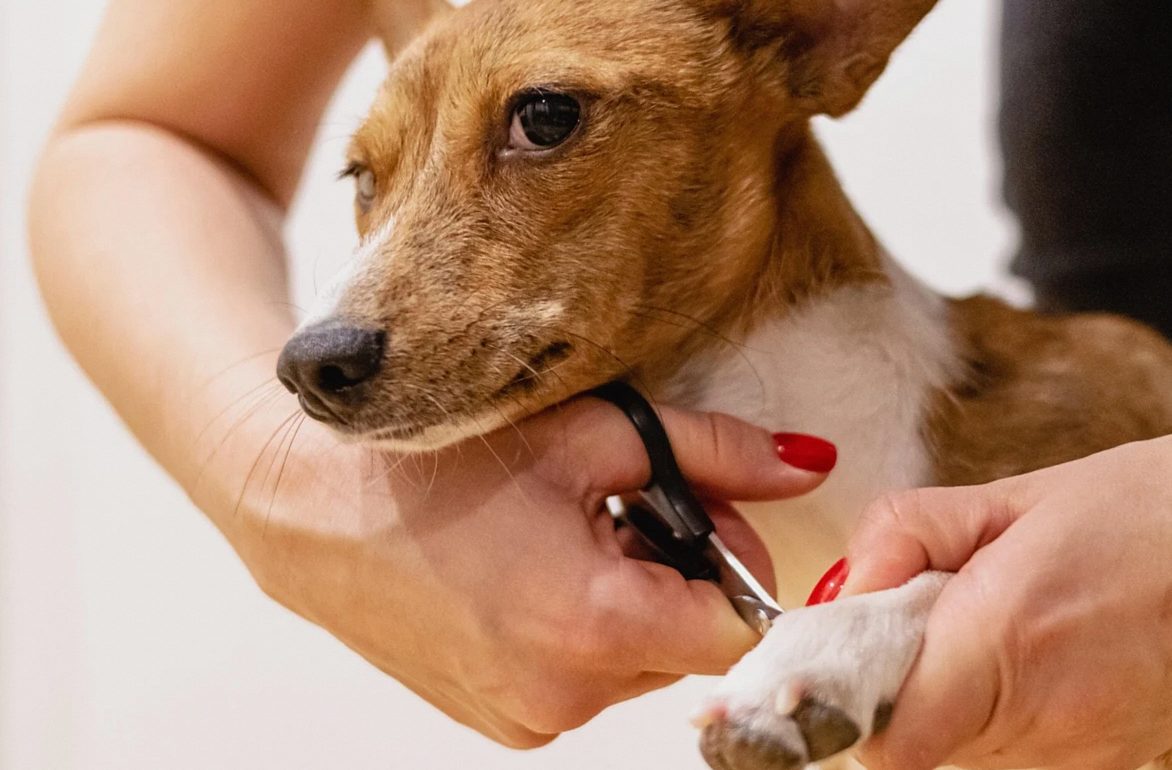 nail clipping, pet grooming, dog, pet salon, nature, animal, groomer, pet, pet care, canine