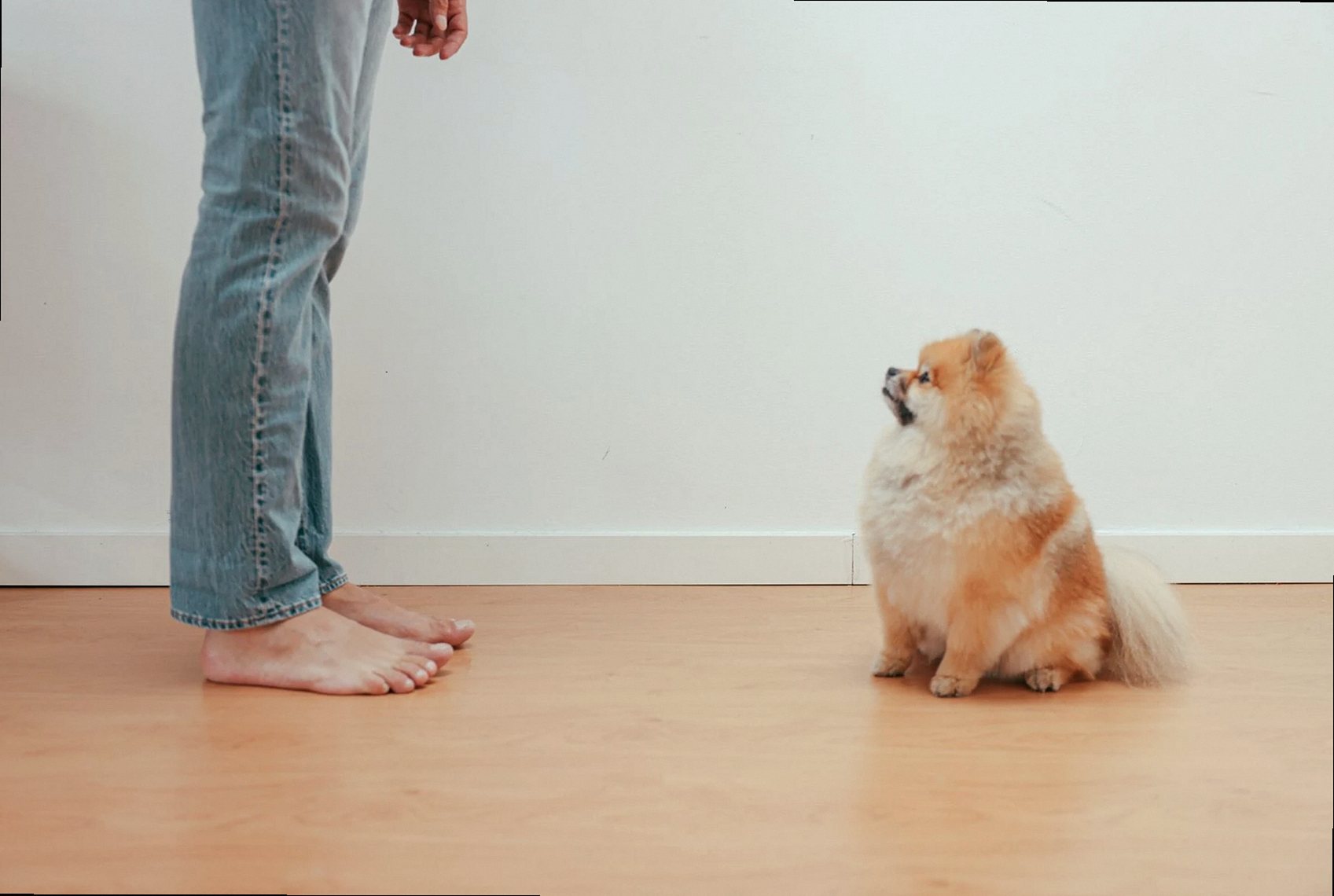 Cute Pomeranian dog sitting on wooden floor looking up at a barefoot man in jeans indoors.