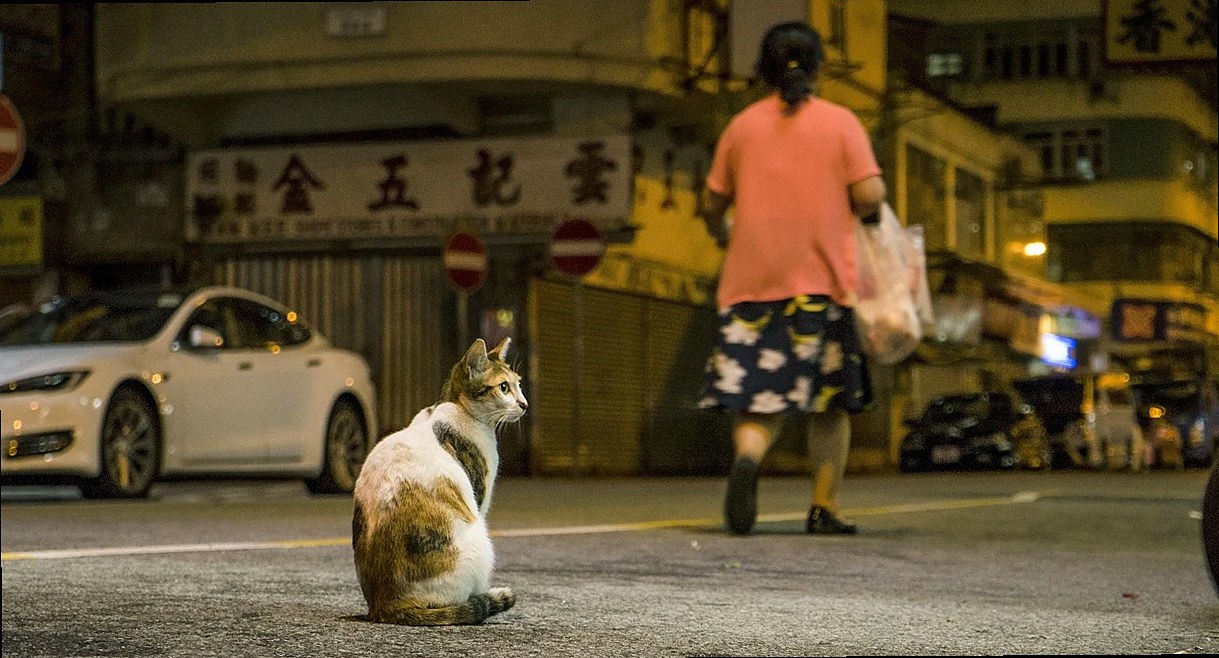 street, people, road, city, urban, outdoor, pavement, night view, outdoor pets, automotive, modern city, go home, street
