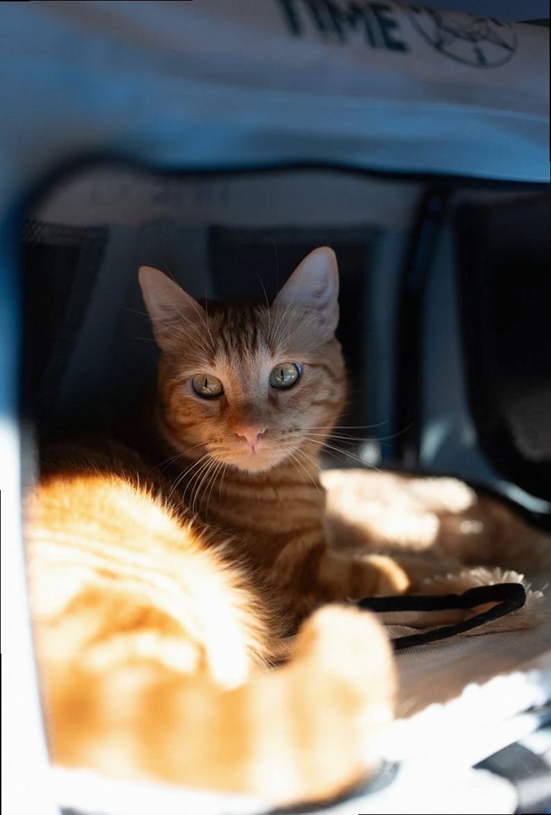Orange tabby cat lounging in a cozy pet carrier, enjoying the sun.