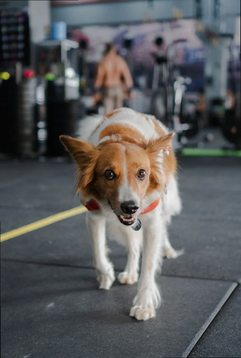 Friendly white and brown dog walks in gym setting with exercise equipment.