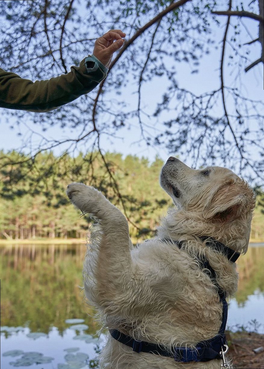 A golden retriever practicing obedience training by a serene lake in Oslo.